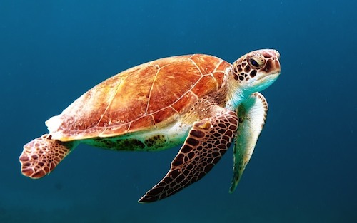 loggerhead turtle