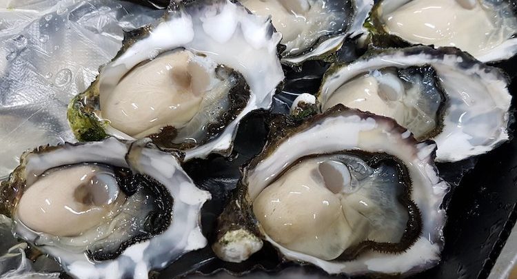 oysters